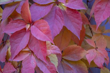 Red leaves of creeping wild maiden grapes in autumn. Natural overgrown background of colorful purple yellow five leaf parthenocissus quinquefolia close up. Texture bright foliage girlish grapes.