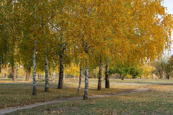 Group birch trees of grow in autumn in city park. Trunks betula with white bark and branches and yellow green leaves. Walking path among beautiful nature deciduous landscape. Autumntime early.