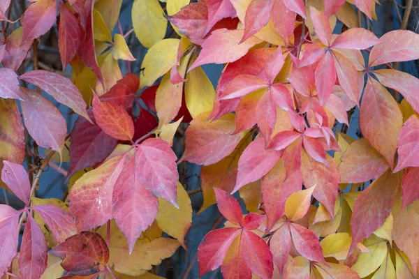 Red Leaves Creeping Wild Maiden Grapes Autumn Natural Overgrown Background — Stock Photo, Image