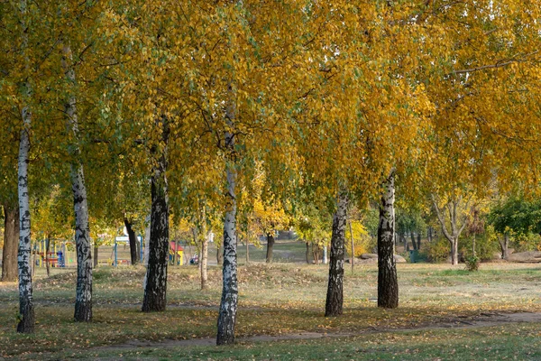 Group birch trees of grow in autumn in city park. Trunks betula with white bark and branches and yellow green leaves. Walking path among beautiful nature deciduous landscape. Autumntime early.