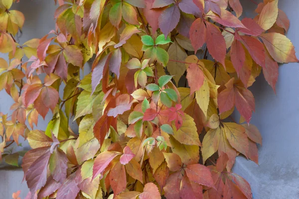 Red Leaves Creeping Wild Maiden Grapes Autumn Natural Overgrown Background — Stock Photo, Image