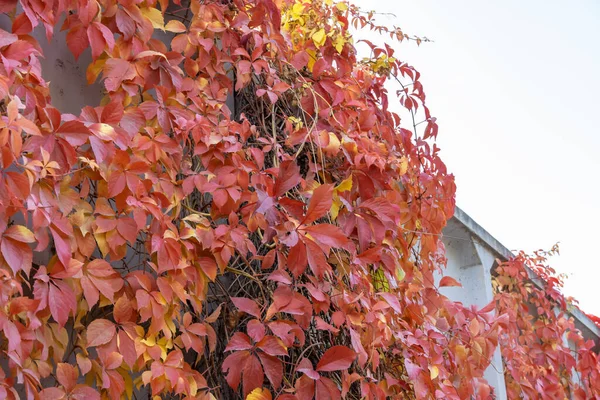 Red Leaves Creeping Wild Maiden Grapes Autumn Natural Overgrown Background — Stock Photo, Image