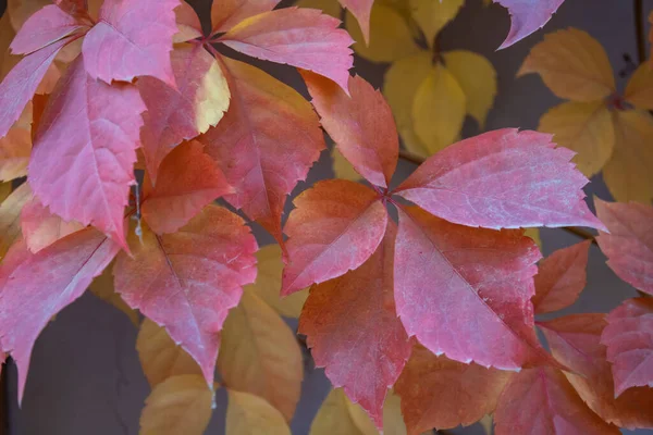 Red Leaves Creeping Wild Maiden Grapes Autumn Natural Overgrown Background — Fotografia de Stock