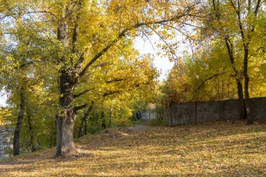 Autumn colors in sunny day in city park. Pathway among stone fence and trees with yellow leaves. Landscape golden foliage and plants. Fallen leafs on the ground. Autumn reflections. Fall bright.