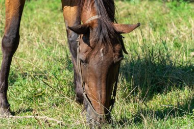 Otlakta otlayan at sürüsü gibi. Yeşil otları yiyen kahverengi aygır. Yetişkin erkek, siyah kuyruklu ve yeleli Kaballus 'u sahada eşitliyor. Kızıl perissodactyla güneşli bir günde bitkileri toplar ve yer..