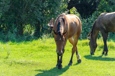 Güzel atları otlatın. Kahverengi aygır ve gri kısrak equus caballus yeşil ot yer. Sürüdeki erkek ve dişi perissodactyla, güneşli bir günde bedava otlakta bitki yiyorlar. Bay Roan atları..