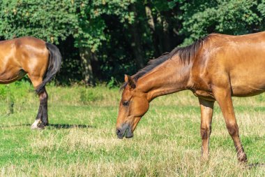 Otlakta otlayan küçük, güzel bir tay. Kahverengi at yeşil ot yiyor. Sahada siyah kuyruğu ve yelesi olan küçük bir tay sürücüsü. Kızıl perissodactyla güneşli bir günde bitkileri toplar ve yer..