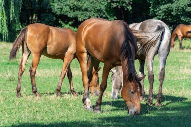 Güzel atları otlatın. Kahverengi aygır ve gri kısrak equus caballus yeşil ot yer. Sürüdeki erkek ve dişi perissodactyla, güneşli bir günde bedava otlakta bitki yiyorlar. Bay Roan atları..