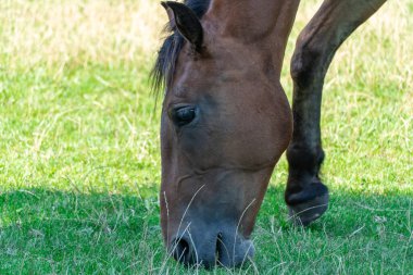 Otlakta otlayan at sürüsü gibi. Kahverengi kısrak yeşil otları yiyor. Yetişkin kadın, siyah kuyruklu ve yeleli Kaballus 'u sahada eşitliyor. Kızıl perissodactyla güneşli bir günde bitkileri toplar ve yer..