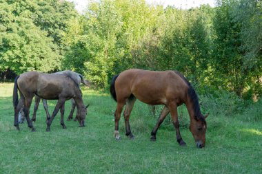 Güzel atları otlatın. Kahverengi aygır ve gri kısrak equus caballus yeşil ot yer. Sürüdeki erkek ve dişi perissodactyla, güneşli bir günde bedava otlakta bitki yiyorlar. Bay Roan atları..