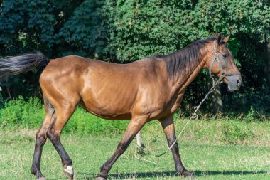 Otlakta otlayan at sürüsü gibi. Kahverengi aygır sürüyü izliyor. Yetişkin erkek, siyah kuyruklu ve yeleli Kaballus 'u sahada eşitliyor. Kızıl perissodactyla güneşli bir günde bitkileri toplar ve yer..