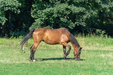 Otlakta otlayan at sürüsü gibi. Yeşil otları yiyen kahverengi aygır. Yetişkin erkek, siyah kuyruklu ve yeleli Kaballus 'u sahada eşitliyor. Kızıl perissodactyla güneşli bir günde bitkileri toplar ve yer..