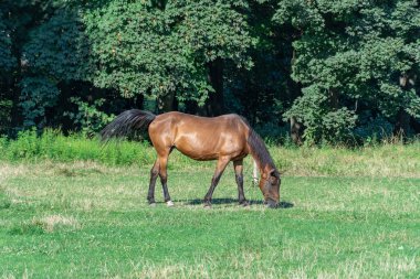 Otlakta otlayan at sürüsü gibi. Yeşil otları yiyen kahverengi aygır. Yetişkin erkek, siyah kuyruklu ve yeleli Kaballus 'u sahada eşitliyor. Kızıl perissodactyla güneşli bir günde bitkileri toplar ve yer..