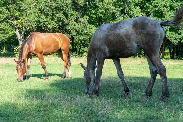 Group beautiful horses graze in pasture. Brown stallion and gray mare equus caballus eat green grass. Herd male and female perissodactyla on free paddock eating plants on sunny day. Bay roan horses.