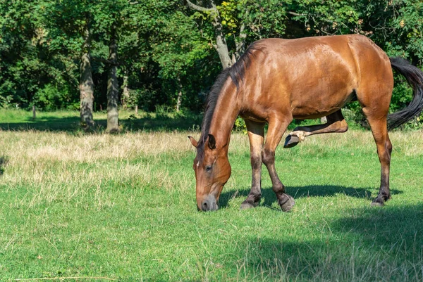 Όμορφο Άλογο Κόλπο Βόσκηση Βοσκότοπους Καφέ Φοράδα Τρώει Πράσινο Γρασίδι — Φωτογραφία Αρχείου