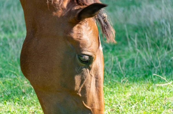 Primo Piano Del Cavallo Puledro Cavallino Che Pascola Pascolo Mangia — Foto Stock