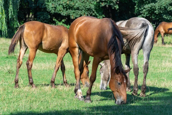 Group Beautiful Horses Graze Pasture Brown Stallion Gray Mare Equus — Stock Photo, Image