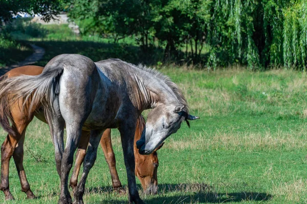 Group beautiful horses graze in pasture. Brown stallion and gray mare equus caballus eat green grass. Herd male and female perissodactyla on free paddock eating plants on sunny day. Bay roan horses.