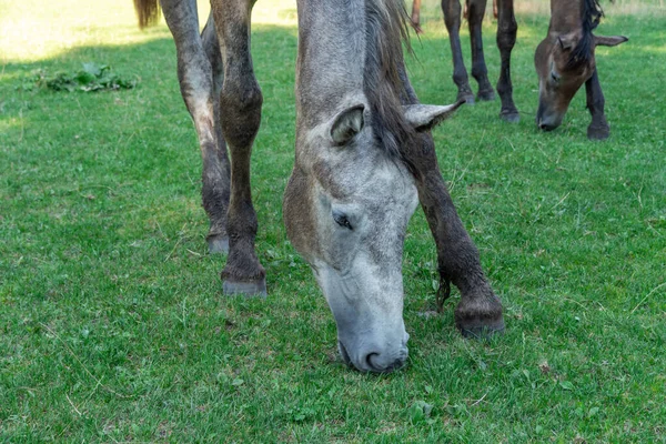 Όμορφο Άλογο Βοσκοτόπων Στο Βοσκοτόπι Γκρι Φοράδα Τρώει Πράσινο Γρασίδι — Φωτογραφία Αρχείου