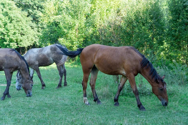 Group beautiful horses graze in pasture. Brown stallion and gray mare equus caballus eat green grass. Herd male and female perissodactyla on free paddock eating plants on sunny day. Bay roan horses.