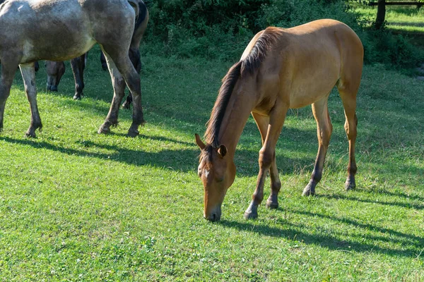 Group beautiful horses graze in pasture. Brown stallion and gray mare equus caballus eat green grass. Herd male and female perissodactyla on free paddock eating plants on sunny day. Bay roan horses.