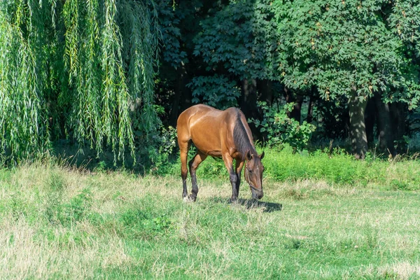 Όμορφο Άλογο Κόλπο Βόσκηση Βοσκότοπους Καφέ Επιβήτορας Τρώει Πράσινο Γρασίδι — Φωτογραφία Αρχείου