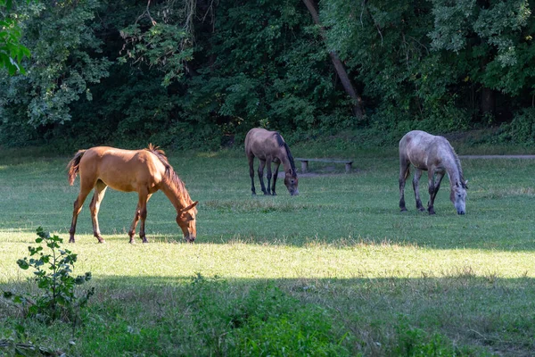 Group beautiful horses graze in pasture. Brown stallion and gray mare equus caballus eat green grass. Herd male and female perissodactyla on free paddock eating plants on sunny day. Bay roan horses.