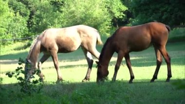 Güzel atları otlatın. Kahverengi aygır ve gri kısrak equus caballus yeşil ot yer. Sürüdeki erkek ve dişi perissodactyla, güneşli bir günde bedava otlakta bitki yiyorlar. Bay Roan atları..