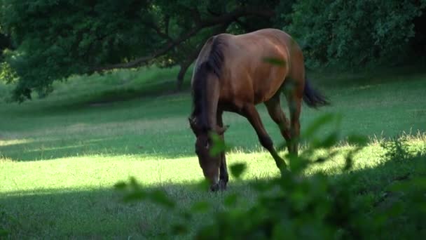 Prachtige Baai Paard Grazen Weiland Bruine Merrie Die Groen Gras — Stockvideo