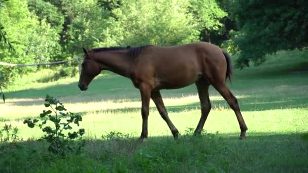 Gruppe Schöne Pferde Grasen Auf Der Weide Braunhengst Und Schimmelstute — Stockvideo