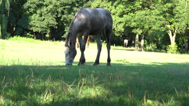 Όμορφο Άλογο Βοσκοτόπων Στο Βοσκοτόπι Γκρι Φοράδα Τρώει Πράσινο Γρασίδι — Αρχείο Βίντεο