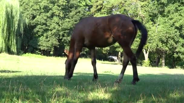 Prachtige Baai Paard Grazen Weiland Bruine Merrie Die Groen Gras — Stockvideo