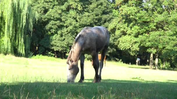 Bellissimo Cavallo Roan Pascolo Cavalla Grigia Che Mangia Erba Verde — Video Stock