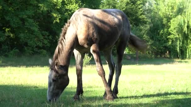 牧草地で美しいローアン馬の放牧 灰色の馬は緑の草を食べる 大人の女性は フィールド上の暗い尾と男性とカバラを等号します 晴れた日にPerissodactylaプラックと植物を食べるスポット — ストック動画