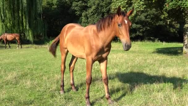 Prachtig Veulentje Grazend Wei Bruin Paard Dat Groen Gras Eet — Stockvideo