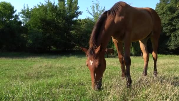 Prachtig Veulentje Grazend Wei Bruin Paard Dat Groen Gras Eet — Stockvideo