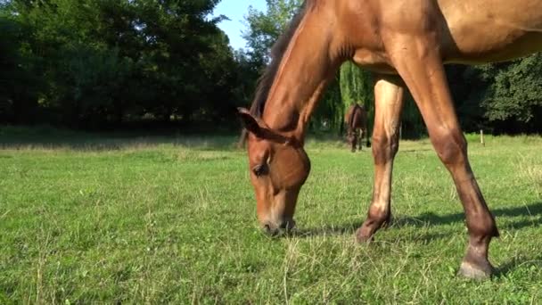 Όμορφο Πουλάρι Βόσκει Βοσκοτόπια Καφέ Άλογο Τρώει Πράσινο Γρασίδι Μικρό — Αρχείο Βίντεο