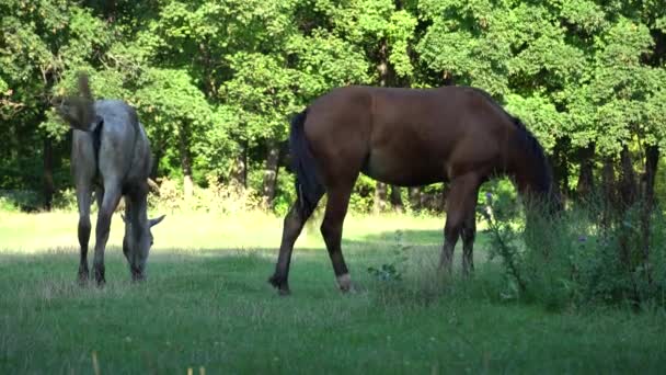 Δύο Όμορφα Άλογα Βόσκουν Βοσκότοπους Καφέ Και Γκρι Φοράδα Equus — Αρχείο Βίντεο