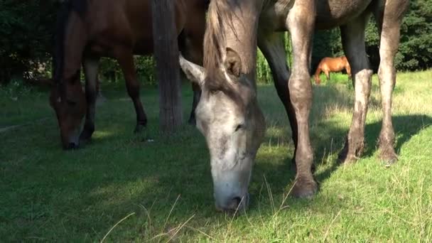 Twee Prachtige Paarden Grazen Wei Bruine Grijze Merrie Equus Caballus — Stockvideo