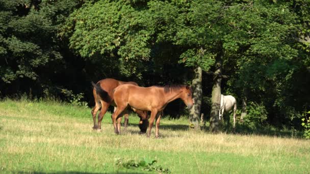 一群漂亮的马在牧场上吃草 棕色的马蹄蟹吃青草 阳光明媚的日子 白种马和棕色小鹿在免费的围场吃着植物 港湾野马 — 图库视频影像