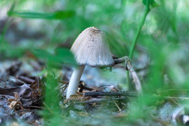 Yaprak döken ormanda sürekli yenilebilir taze mantar. Yeşil çimlerde yetişen ortak coprinopsis atramentaria. Oprinus psathyrellaceae familyasından mantar gübresi grisi.