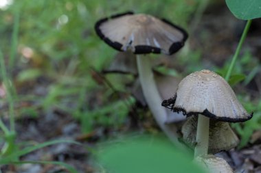 Yaprak döken ormanda sürekli yenilebilir mantar mantarı. Yeşil çimlerde yetişen ortak coprinopsis atramentaria. Oprinus psathyrellaceae familyasından mantar gübresi grisi.