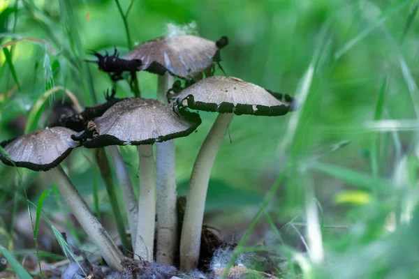 Yaprak Döken Ormanda Sürekli Yenebilir Mürekkep Mantarı Grubu Yeşil Çimlerde — Stok fotoğraf