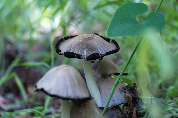 Grzyb Kapslem Lesie Liściastym Wspólna Coprinopsis Atramentaria Rośnie Zielonej Trawie — Zdjęcie stockowe