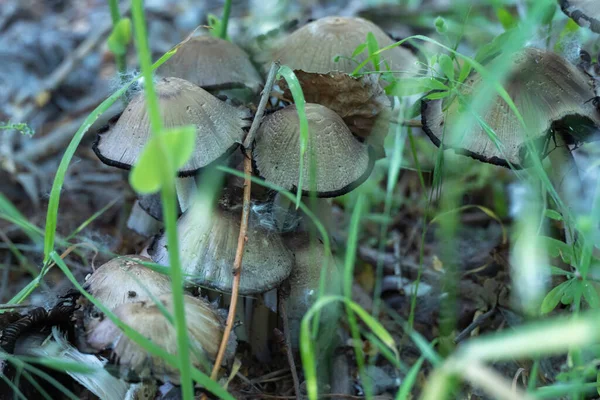 在落叶林中群居可持续食用的墨冠蘑菇 在绿色的草地上生长着常见的杜鹃 马鞭草科植物的蘑菇粪肥灰 — 图库照片