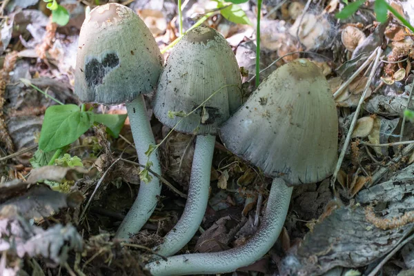 Grzyb Lesie Liściastym Grupką Gotową Spożycia Wspólna Coprinopsis Atramentaria Rośnie — Zdjęcie stockowe