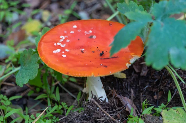 Bright Fly Agaric Wild Mushroom Growing Forest Floor Amanita Muscaria — Stock Photo, Image