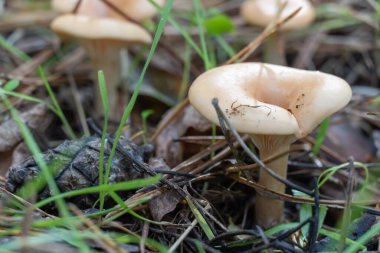 Vahşi mantar litocybe orman zemininde sıra sıra büyüyor. Yenilebilir açık kahverengi mantar konuşmacısı aile trikolonmataceae. Govorushka ryadovkovye şeklinde dumanlı tabak ve huni. Hasat ve mevsim mantarı.