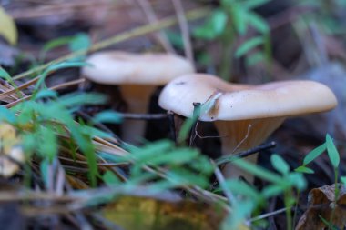 Vahşi mantar litocybe orman zemininde sıra sıra büyüyor. Yenilebilir açık kahverengi mantar konuşmacısı aile trikolonmataceae. Govorushka ryadovkovye şeklinde dumanlı tabak ve huni. Hasat ve mevsim mantarı.