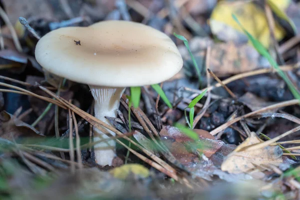 Dziki Grzyb Litocybe Rośnie Rzędy Podłodze Lasu Jadalny Jasnobrązowy Grzyb — Zdjęcie stockowe